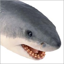 filter feeder shark