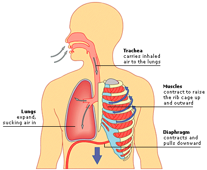 How the Lungs Work - How Your Body Controls Breathing
