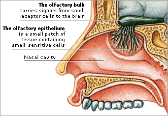 nasal cilia